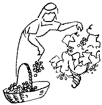 la cueillette du raisin